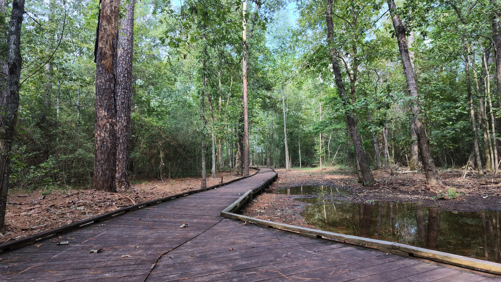 A wooden boardwalk curving away through pine and hardwood forest at Lake Livingston State Park, with shallow standing water beside it on the right.