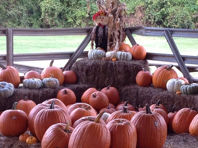 Pumpkins stacked on hay bales in front of a wooden fence at Double Creek Farm, with a scarecrow and corn stalks on top.